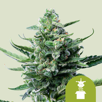 Royal Jack Automatic (Royal Queen Seeds) feminisoitu