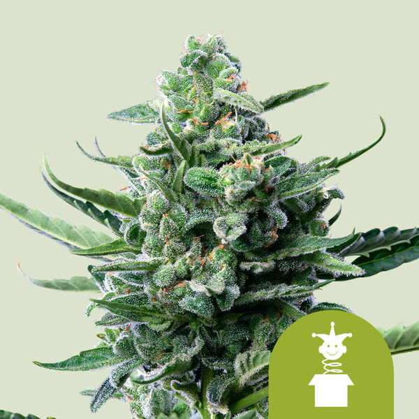 Royal Jack Autoflower (Royal Queen Seeds) Feminisoidut