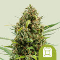 Diesel Autoflower (Royal Queen Seeds) Feminisoidut