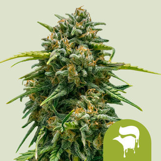 Sweet Skunk Autoflower (Royal Queen Seeds) Feminisoidut