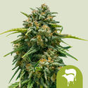 Sweet Skunk Autoflower (Royal Queen Seeds) Feminisoidut