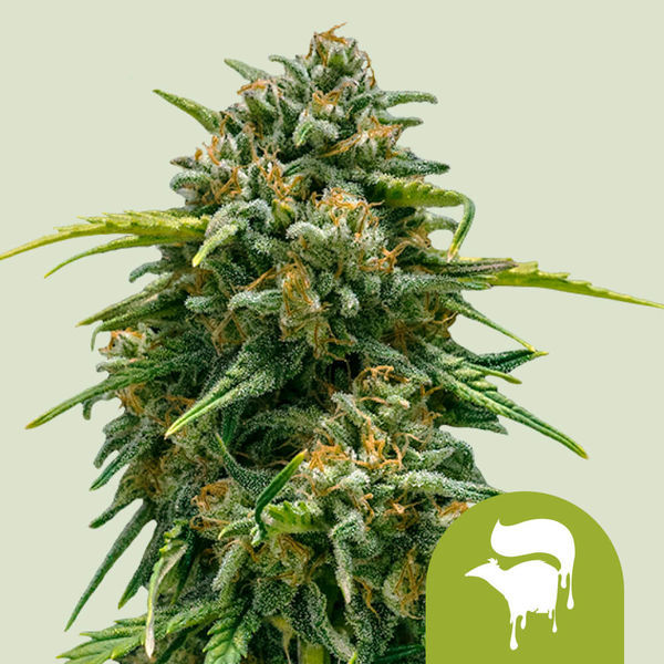 Sweet Skunk Autoflower (Royal Queen Seeds) Feminisoidut