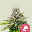 Kali Dog (Royal Queen Seeds) Feminisoidut