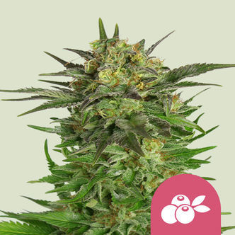 Haze Berry (Royal Queen Seeds) feminisoitu