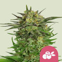 Haze Berry (Royal Queen Seeds) Feminisoidut