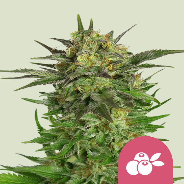 Haze Berry (Royal Queen Seeds) Feminisoidut