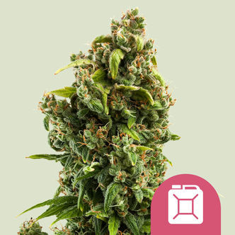 Sour Diesel (Royal Queen Seeds) feminisoidut kannabiksen siemenet