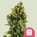 Sour Diesel (Royal Queen Seeds) Feminisoidut