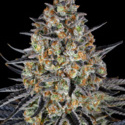 LSD (Barney's Farm) Feminisoidut