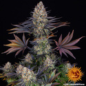 LSD (Barney's Farm) Feminisoidut