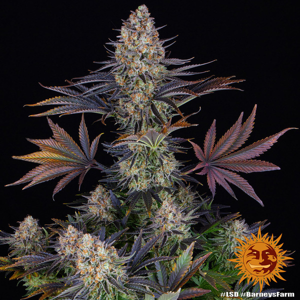 LSD (Barney's Farm) Feminisoidut