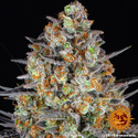 LSD (Barney's Farm) Feminisoidut