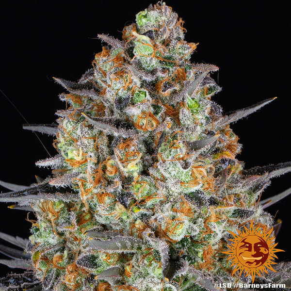 LSD (Barney's Farm) Feminisoidut