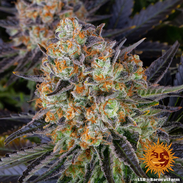 LSD (Barney's Farm) Feminisoidut