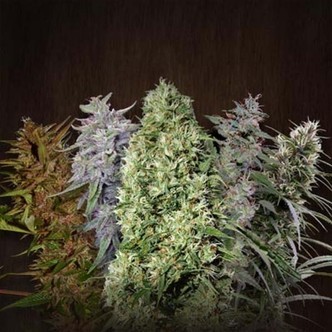ACE Mix (ACE Seeds) feminisoidut