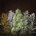 ACE Mix (ACE Seeds) Feminisoidut