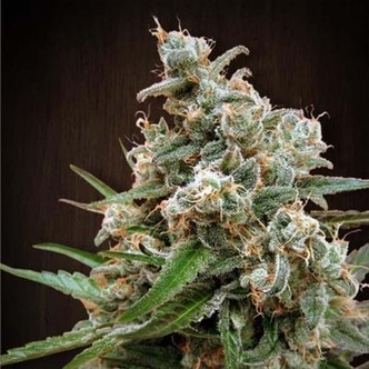 Nepalese Jam (ACE Seeds) feminisoidut