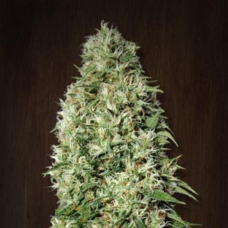Orient Express (ACE Seeds) Feminisoidut