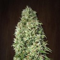 Orient Express (ACE Seeds) Feminisoidut