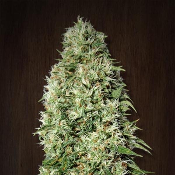 Orient Express (ACE Seeds) Feminisoidut