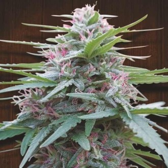 Panama (ACE Seeds) Feminisoidut