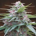 Panama (ACE Seeds) Feminisoidut