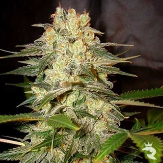 Afghan Kush Ryder (World Of Seeds) feminisoitu