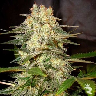 Afghan Kush Ryder Autoflower (World Of Seeds) Feminisoidut