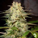 Afghan Kush Ryder Autoflower (World Of Seeds) Feminisoidut