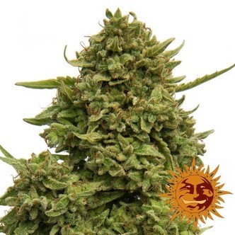 Pineapple Chunk (Barney's Farm) feminisoidut kannabiksen siemenet