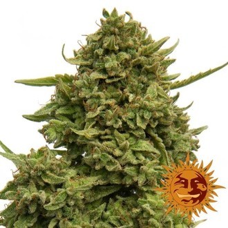 Pineapple Chunk (Barney's Farm) Feminisoidut