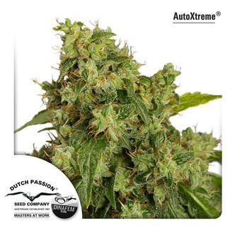 AutoXtreme (Dutch Passion) feminisoidut