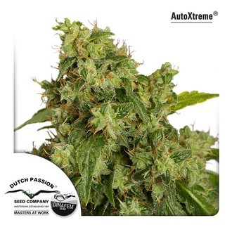 Auto Xtreme (Dutch Passion) Feminisoidut