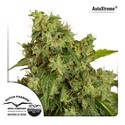 Auto Xtreme (Dutch Passion) Feminisoidut