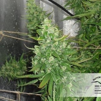 Auto Xtreme (Dutch Passion) Feminisoidut