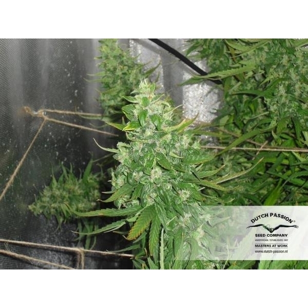 Auto Xtreme (Dutch Passion) Feminisoidut