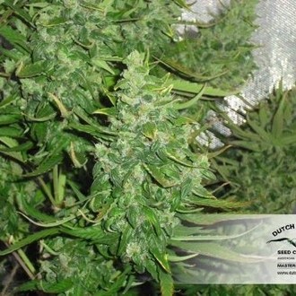 Auto Xtreme (Dutch Passion) Feminisoidut