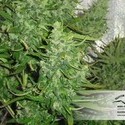 Auto Xtreme (Dutch Passion) Feminisoidut