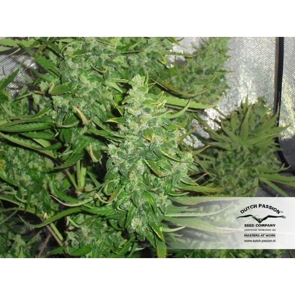 Auto Xtreme (Dutch Passion) Feminisoidut