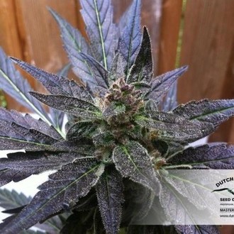 Auto Xtreme (Dutch Passion) Feminisoidut