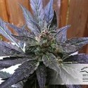 Auto Xtreme (Dutch Passion) Feminisoidut