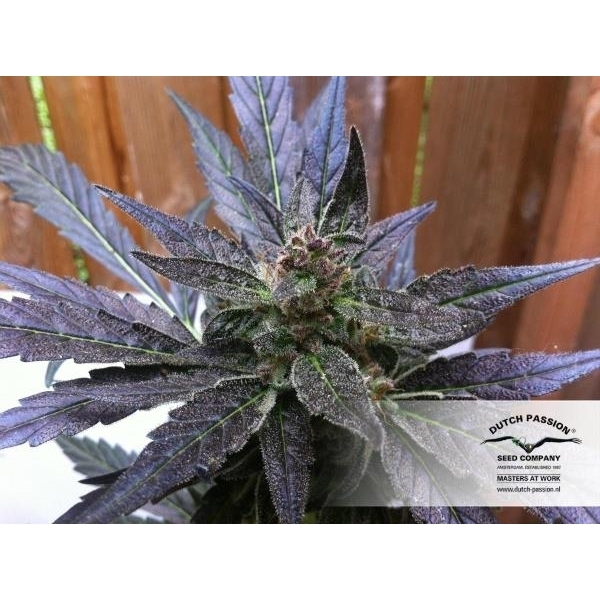 Auto Xtreme (Dutch Passion) Feminisoidut