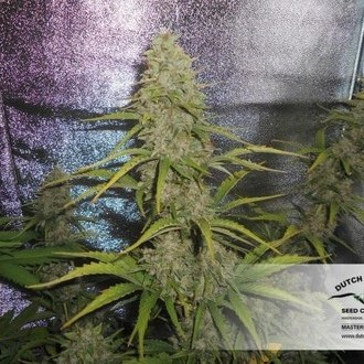 Auto Xtreme (Dutch Passion) Feminisoidut