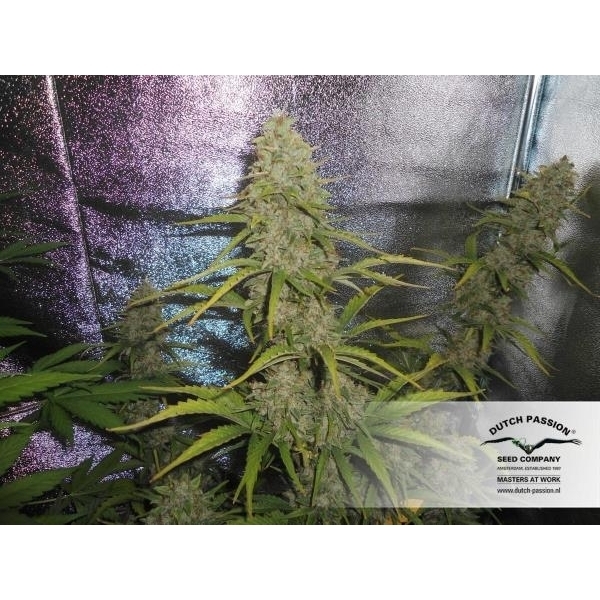 Auto Xtreme (Dutch Passion) Feminisoidut