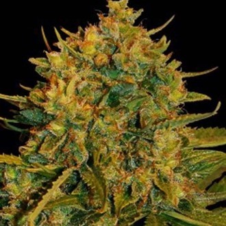 Northern Light x Big Bud Ryder Auto (World Of Seeds) feminoidut