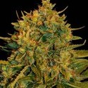 Northern Light x Big Bud Ryder Auto (World Of Seeds) feminoidut
