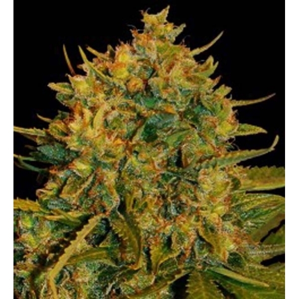 Northern Light x Big Bud Ryder Auto (World Of Seeds) feminoidut