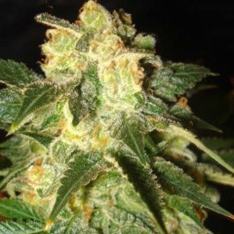 Pakistan Ryder (World Of Seeds) feminisoidut