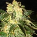 Pakistan Ryder Autoflower (World Of Seeds) Feminisoidut