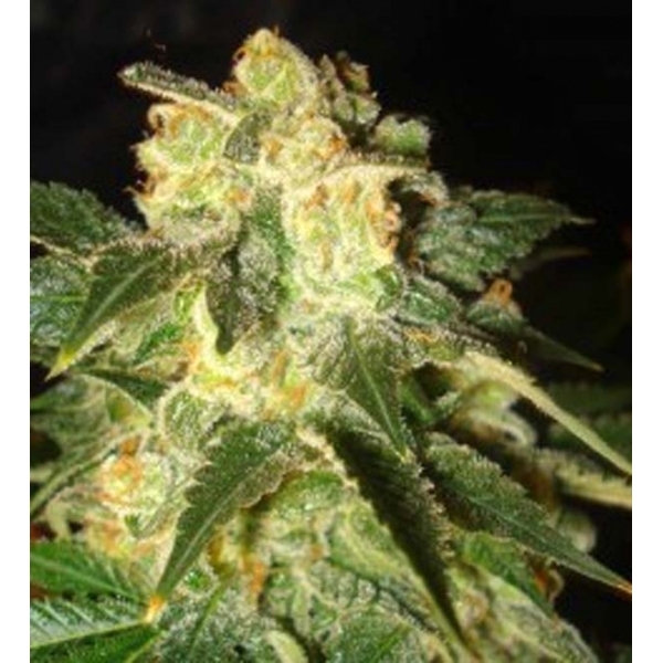 Pakistan Ryder Autoflower (World Of Seeds) Feminisoidut